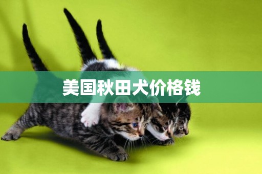 美國秋田犬價格錢