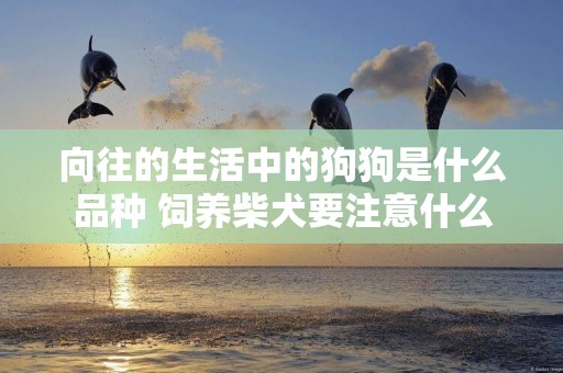 向往的生活中的狗狗是什么品種 飼養柴犬要注意什么 向往的生活中的狗狗是什么品種 飼養柴犬要注意什么
