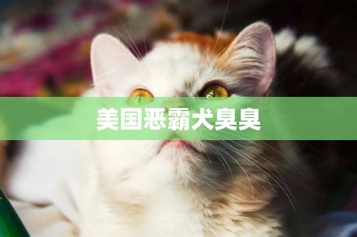 美國惡霸犬臭臭