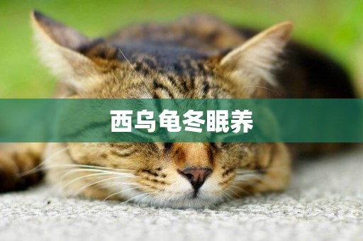 西烏龜冬眠養