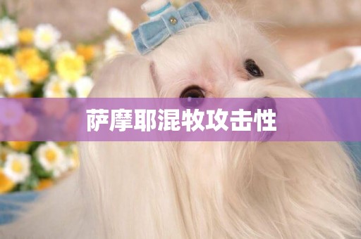 薩摩耶混牧攻擊性