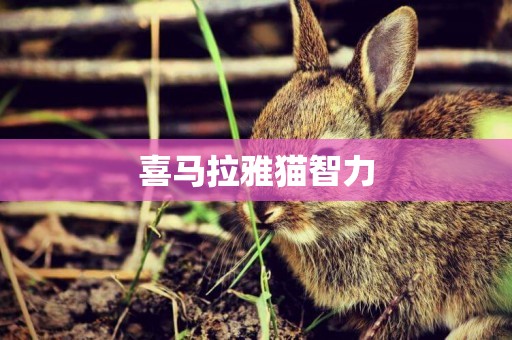 喜馬拉雅貓智力