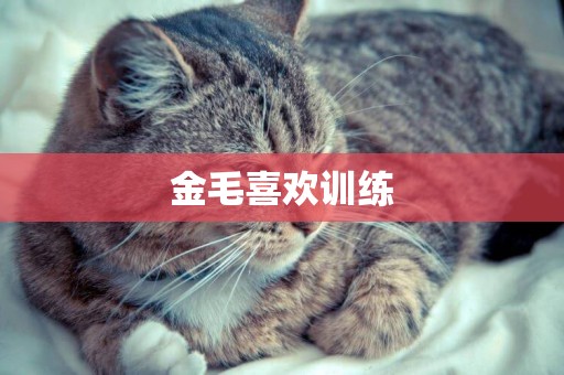金毛喜歡訓練