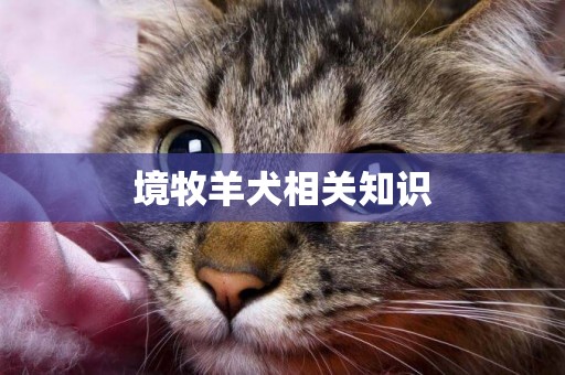 境牧羊犬相關知識