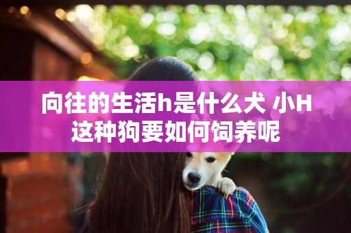 向往的生活h是什么犬 小H這種狗要如何飼養呢