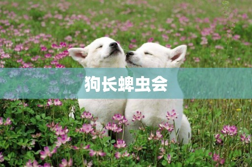 狗長蜱蟲會