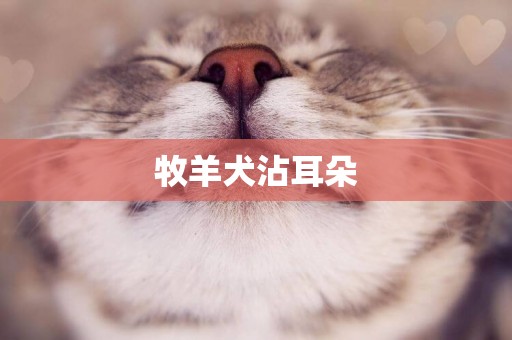 牧羊犬沾耳朵