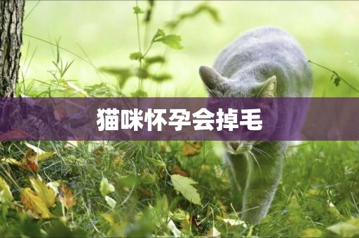 貓咪懷孕會掉毛