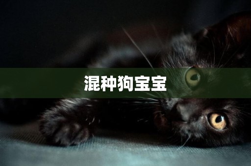 混種狗寶寶