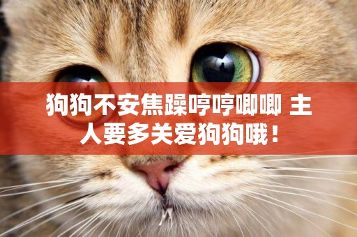 狗狗不安焦躁哼哼唧唧 主人要多關愛狗狗哦! 狗狗不安焦躁哼哼唧唧 主人要多關愛狗狗哦!