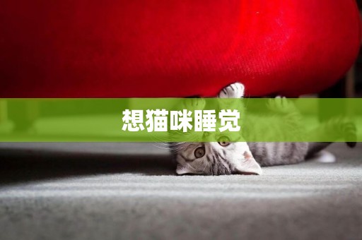 想貓咪睡覺