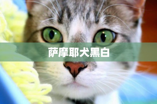 薩摩耶犬黑白