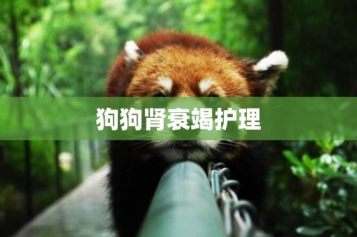 狗狗腎衰竭護理