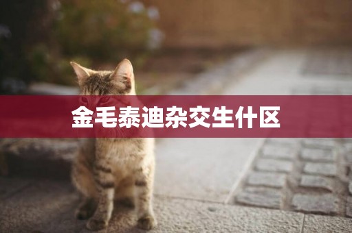 金毛泰迪雜交生什區