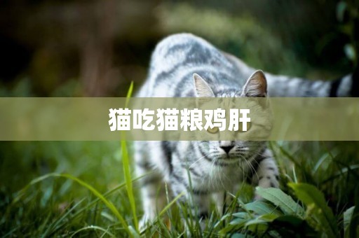 貓吃貓糧雞肝