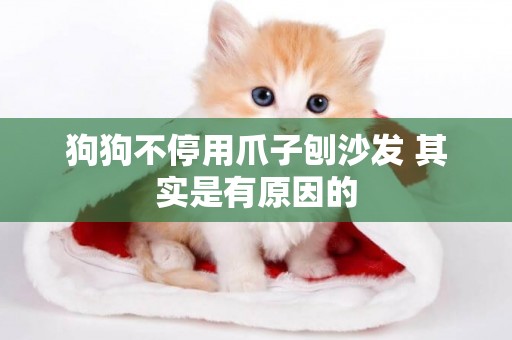 狗狗不停用爪子刨沙發 其實是有原因的