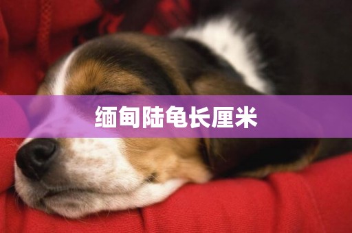 緬甸陸龜長厘米