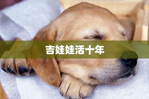 吉娃娃活十年