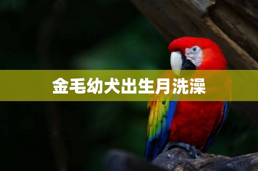 金毛幼犬出生月洗澡