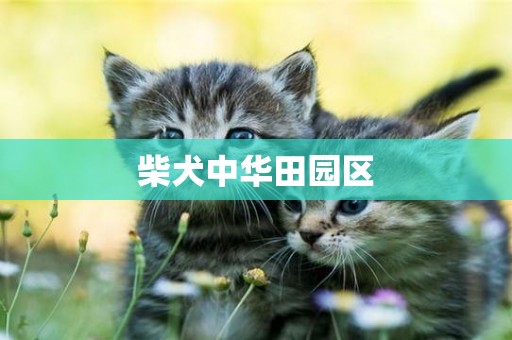 柴犬中華田園區