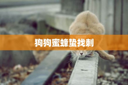 狗狗蜜蜂蟄找刺