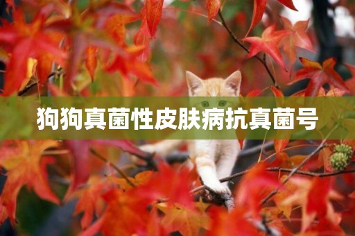 狗狗真菌性皮膚病抗真菌號