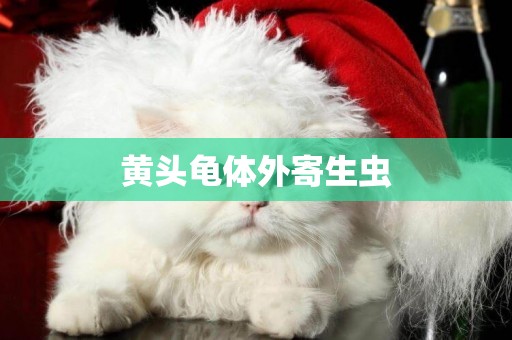 黃頭龜體外寄生蟲