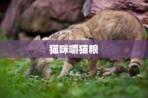 貓咪嚼貓糧