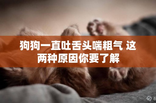 狗狗一直吐舌頭喘粗氣 這兩種原因你要了解