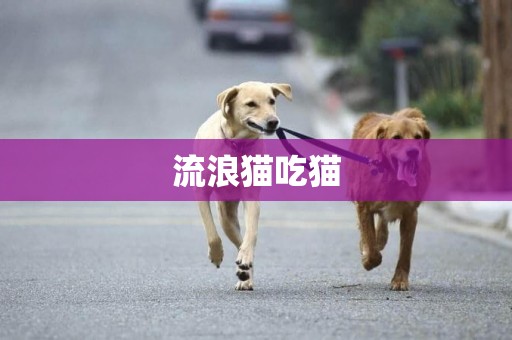 流浪貓吃貓
