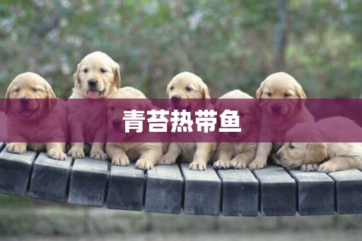 青苔熱帶魚
