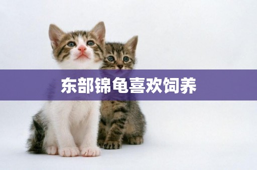 東部錦龜喜歡飼養