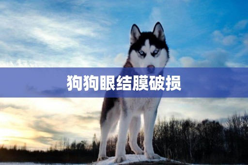 狗狗眼結膜破損