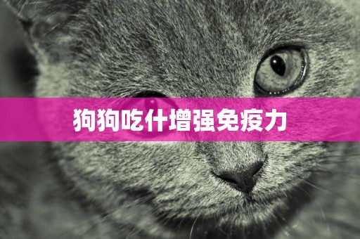 狗狗吃什增強免疫力