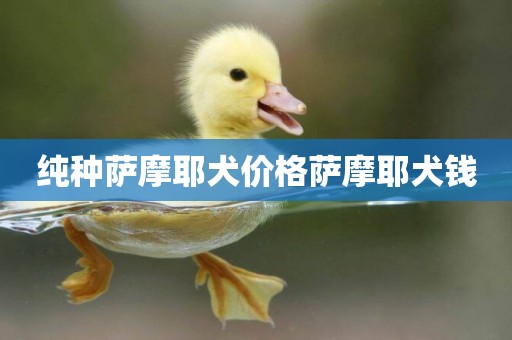 純種薩摩耶犬價格薩摩耶犬錢