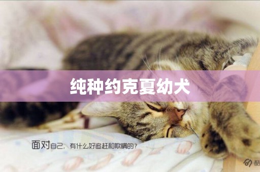 純種約克夏幼犬