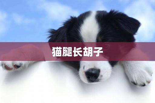 貓腿長胡子