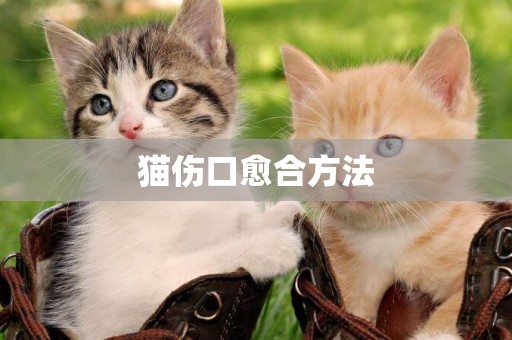 貓傷口愈合方法