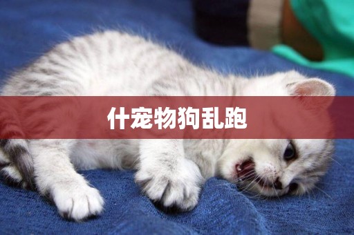 什寵物狗亂跑