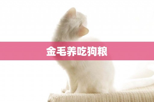金毛養吃狗糧