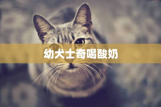 幼犬士奇喝酸奶