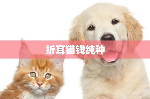 折耳貓錢純種