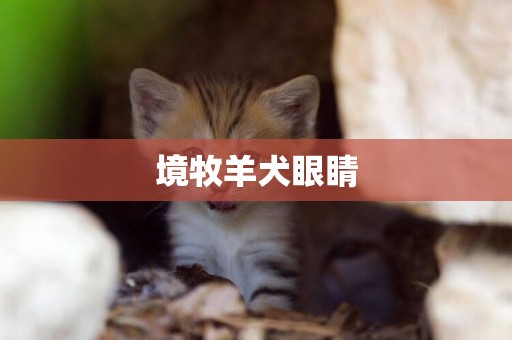 境牧羊犬眼睛