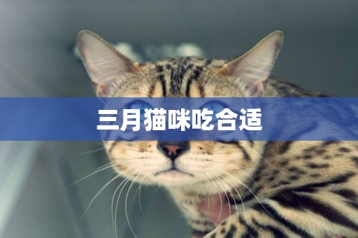三月貓咪吃合適
