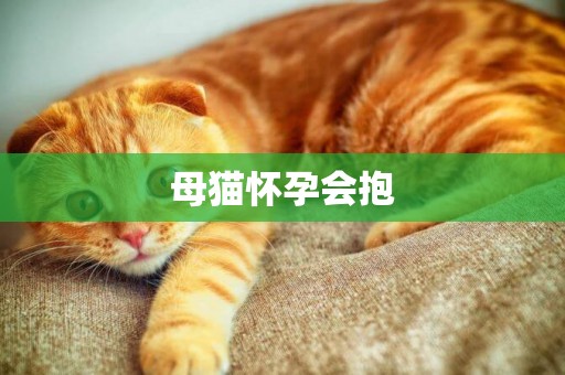 母貓懷孕會抱