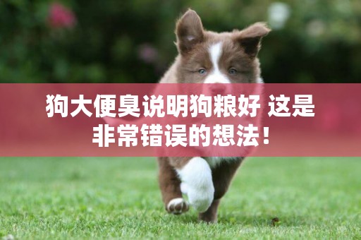 狗大便臭說明狗糧好 這是非常錯誤的想法！