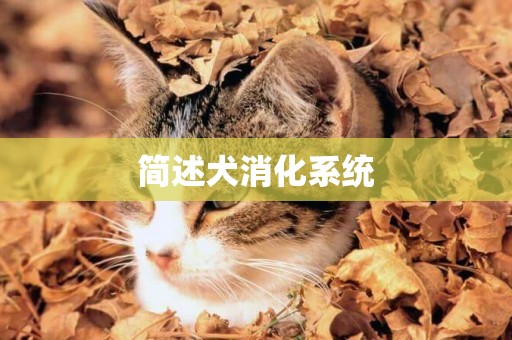 簡述犬消化系統