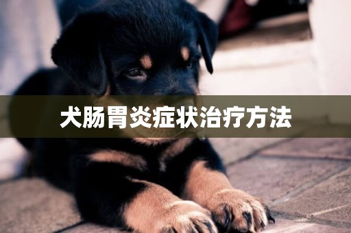 犬腸胃炎癥狀治療方法