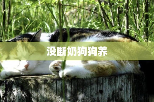 沒斷奶狗狗養