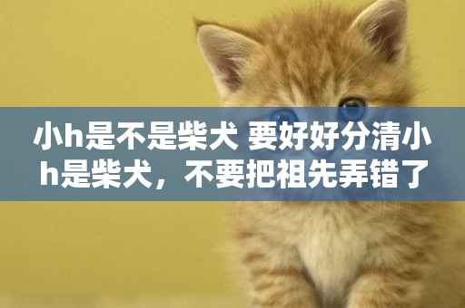 小h是不是柴犬 要好好分清小h是柴犬，不要把祖先弄錯了